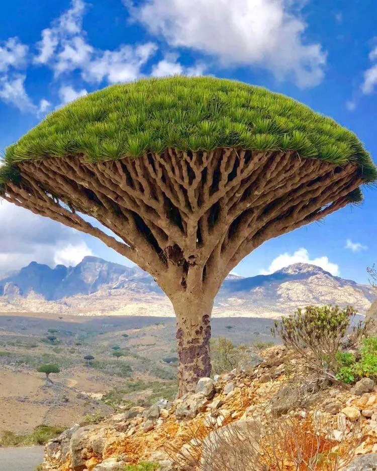 Socotra Yemen